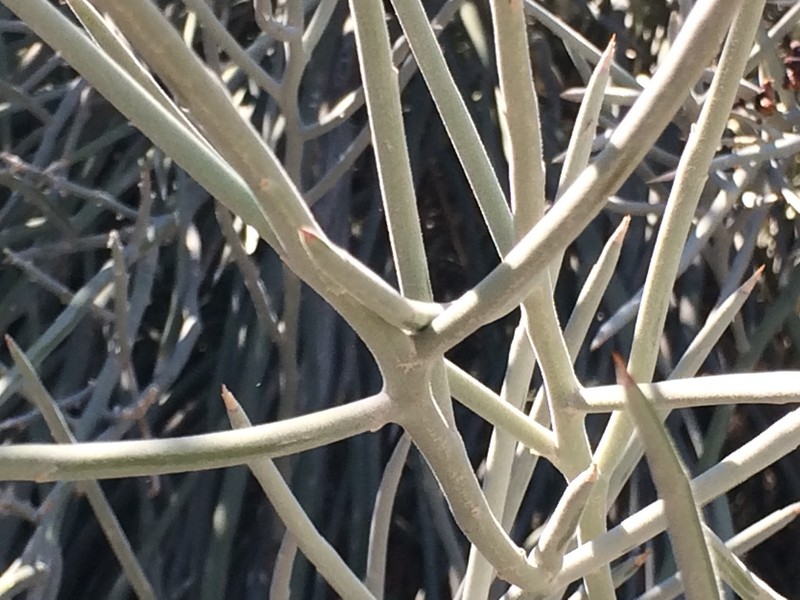 Crucifixion Thorn photo 7