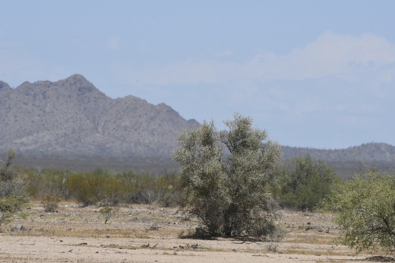 Crucifixion Thorn photo 8