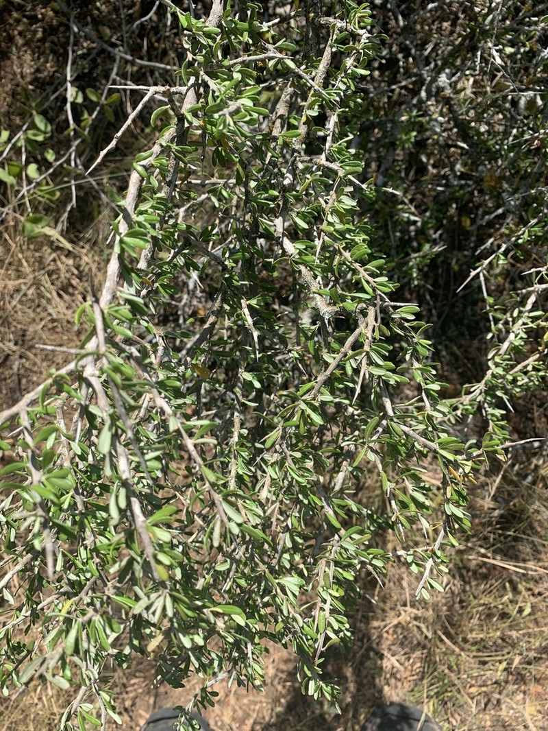 Goatbush photo 3