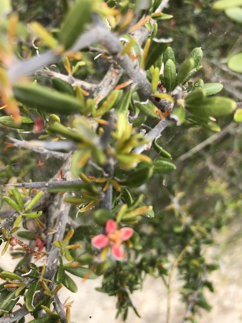 Goatbush photo 4