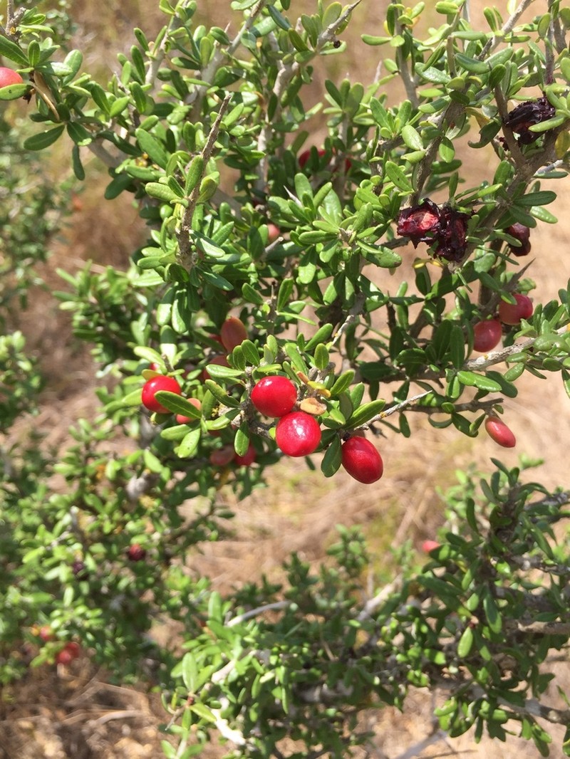 Goatbush photo 5