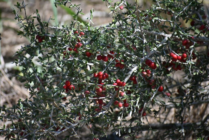Goatbush photo 6