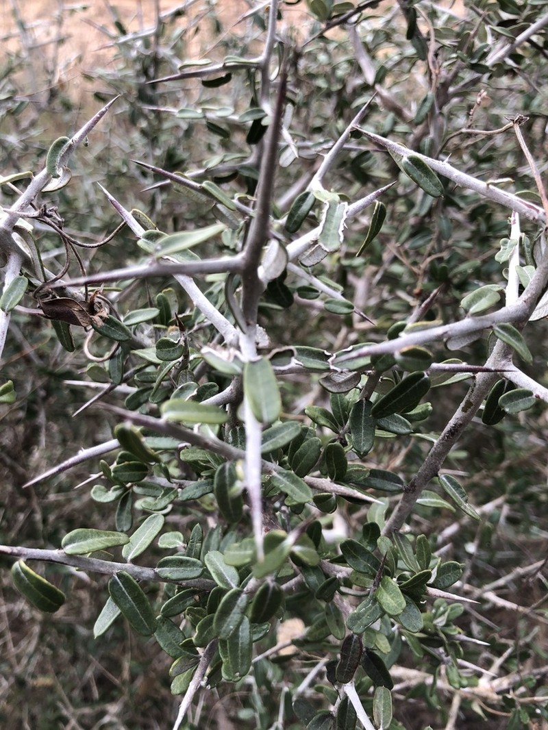 Goatbush photo 7