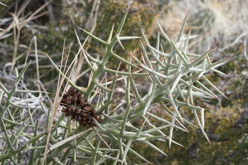 Stewart's Crucifixionthorn