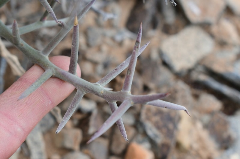 Stewart's Crucifixionthorn photo 2