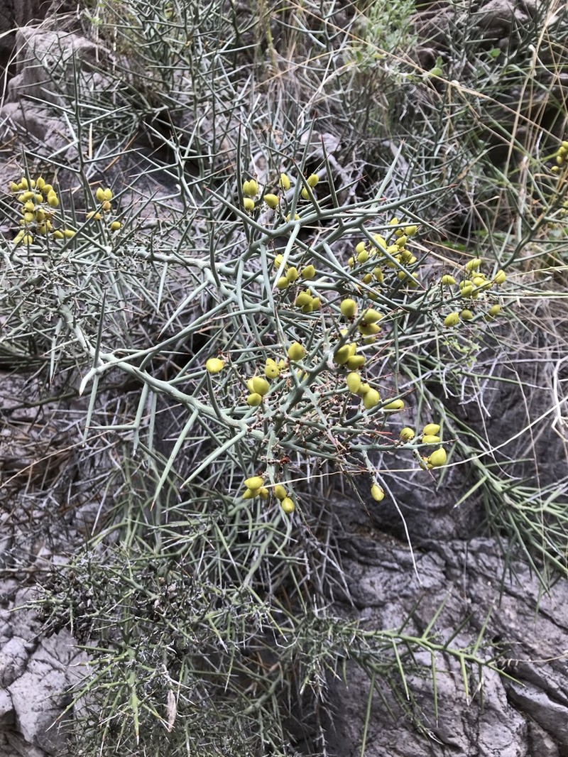 Stewart's Crucifixionthorn photo 3
