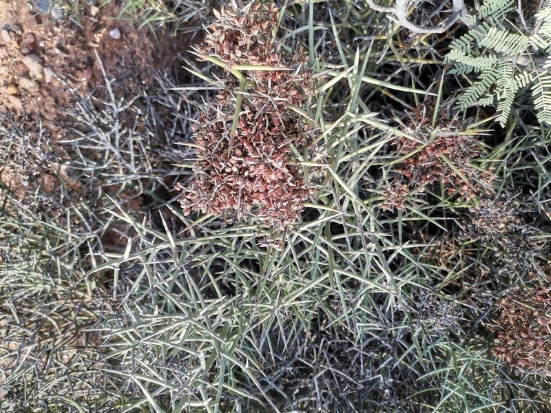 Stewart's Crucifixionthorn photo 4
