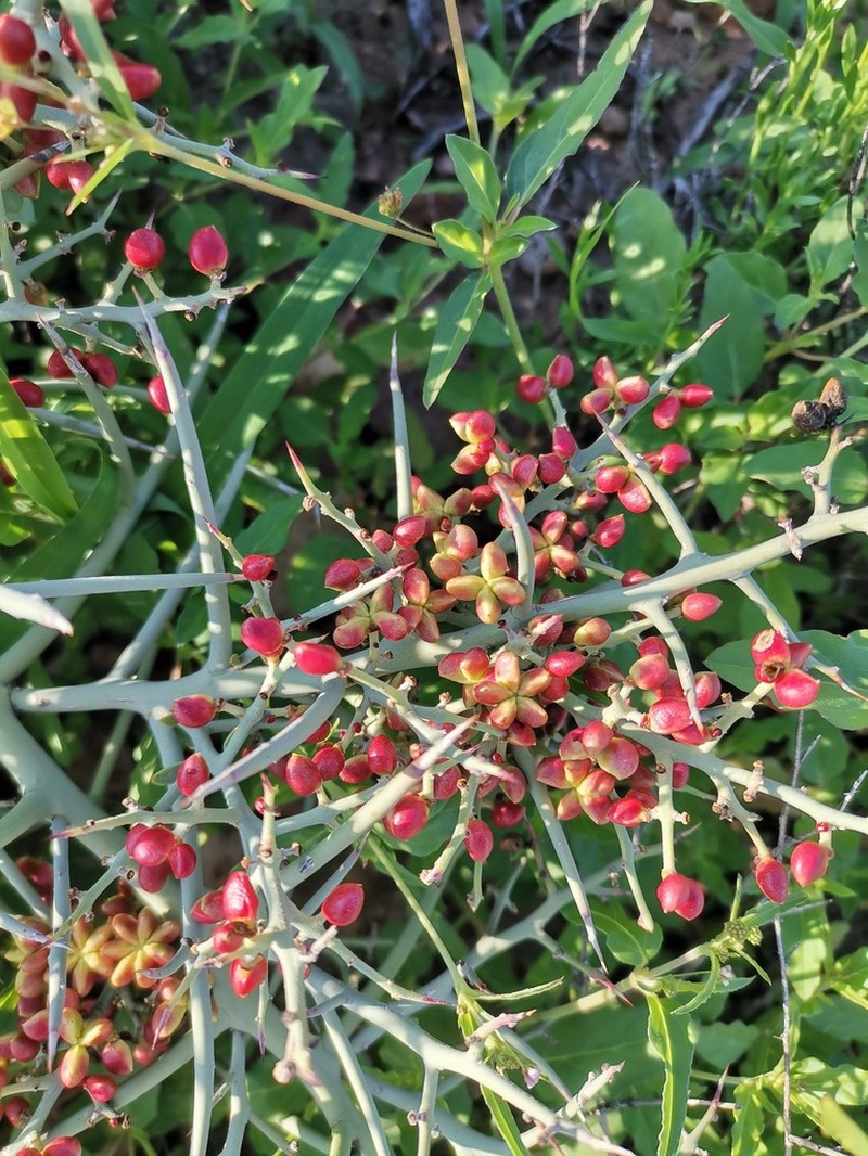 Stewart's Crucifixionthorn photo 5