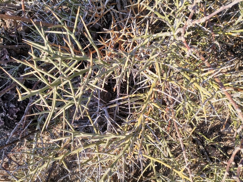 Stewart's Crucifixionthorn photo 6