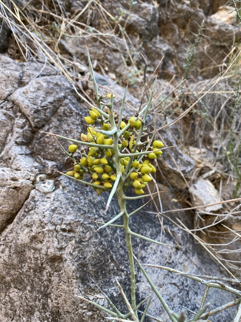 Stewart's Crucifixionthorn photo 7