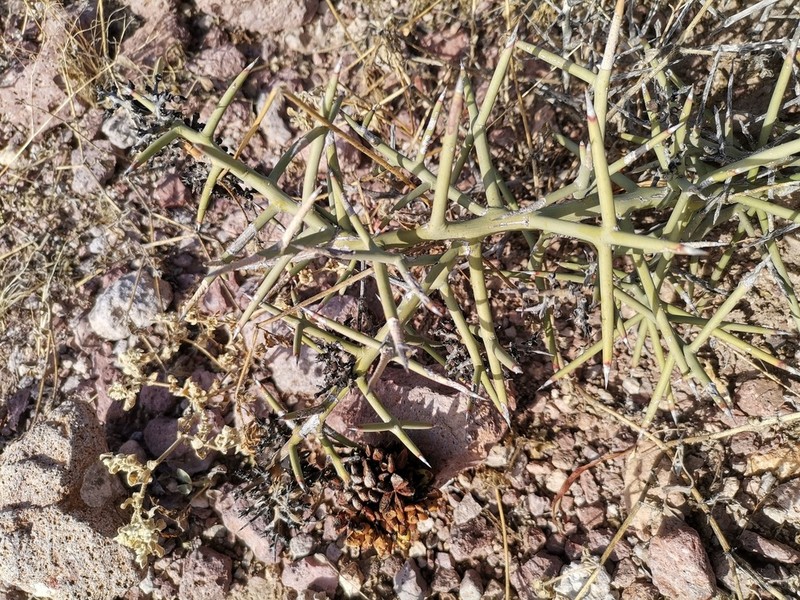 Stewart's Crucifixionthorn photo 8