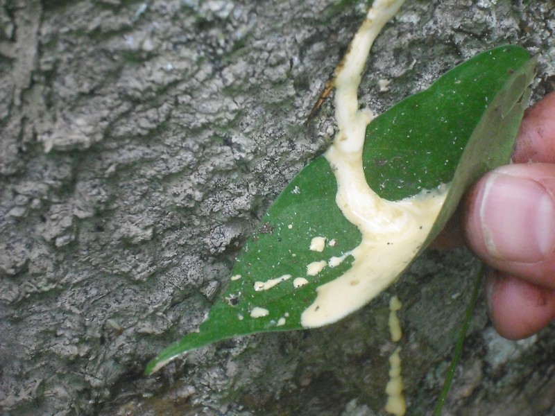 Panama Rubbertree photo 4