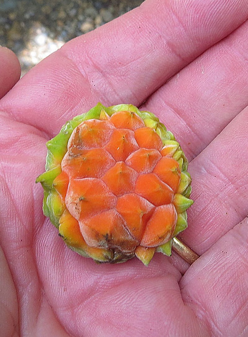 Panama Rubbertree photo 5
