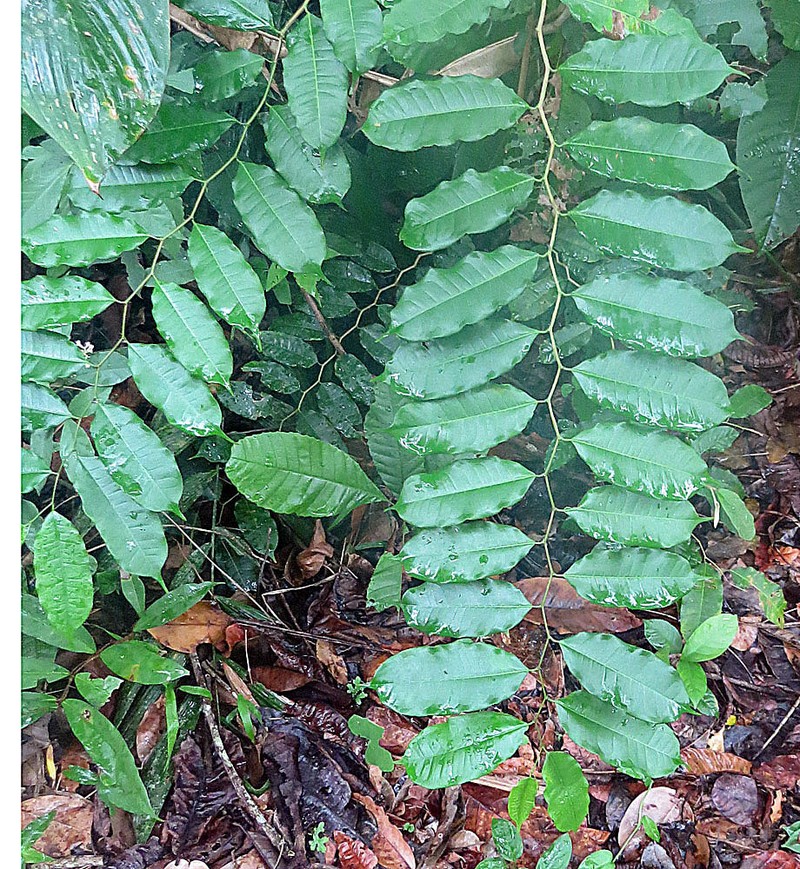 Panama Rubbertree photo 2