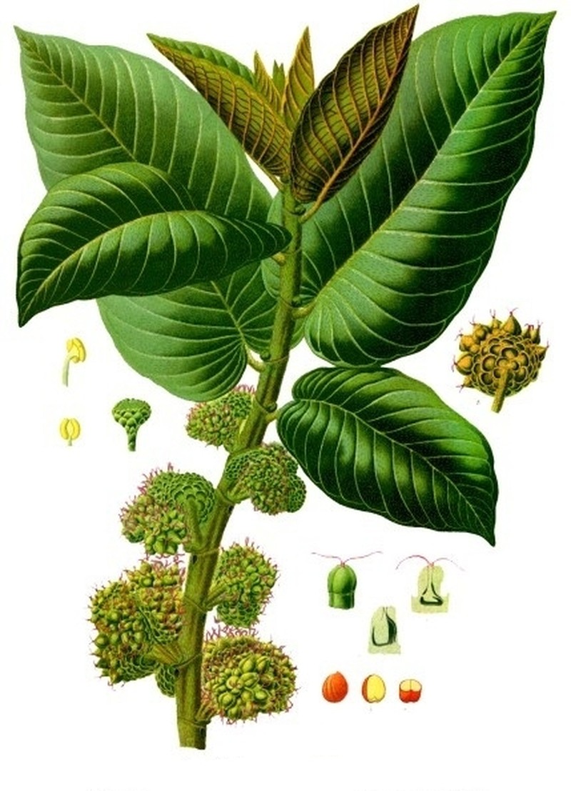 Panama Rubbertree