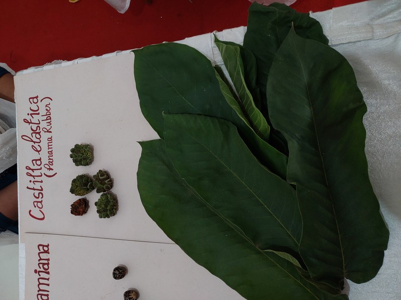 Panama Rubbertree photo 3