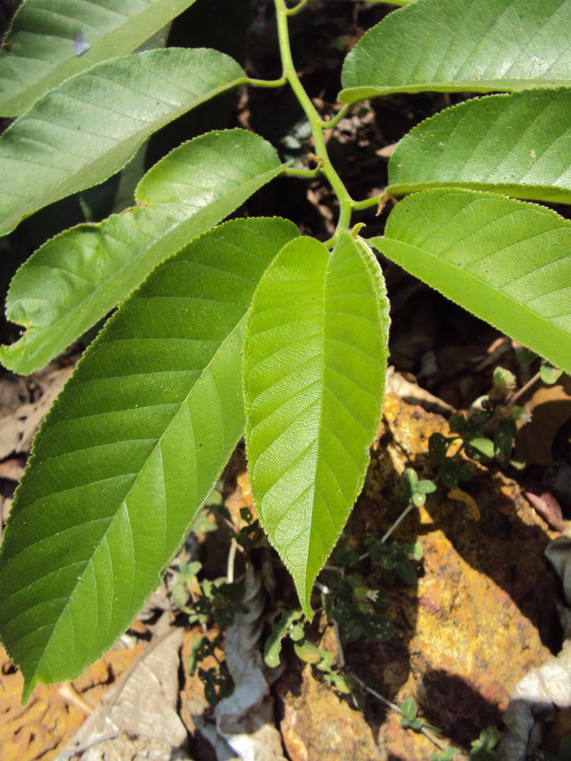 Panama Rubbertree photo 6