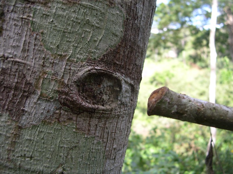 Panama Rubbertree photo 7