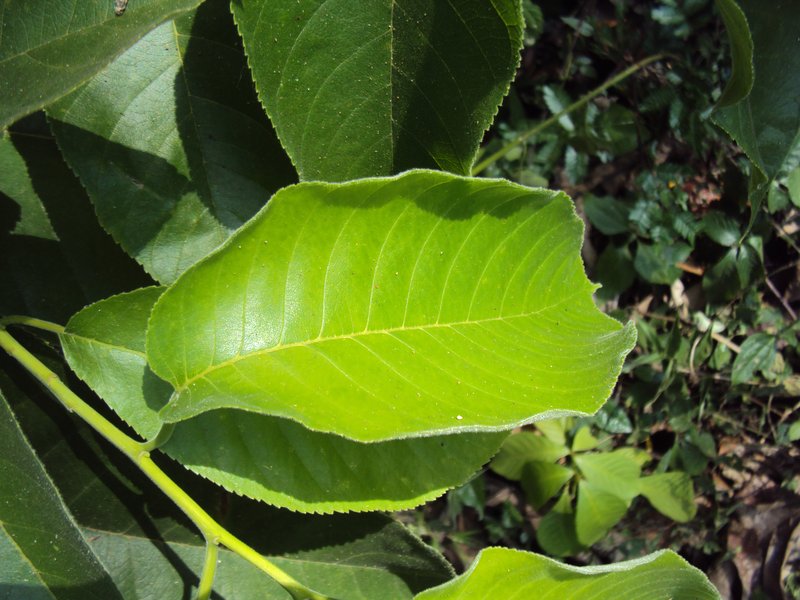 Panama Rubbertree photo 8