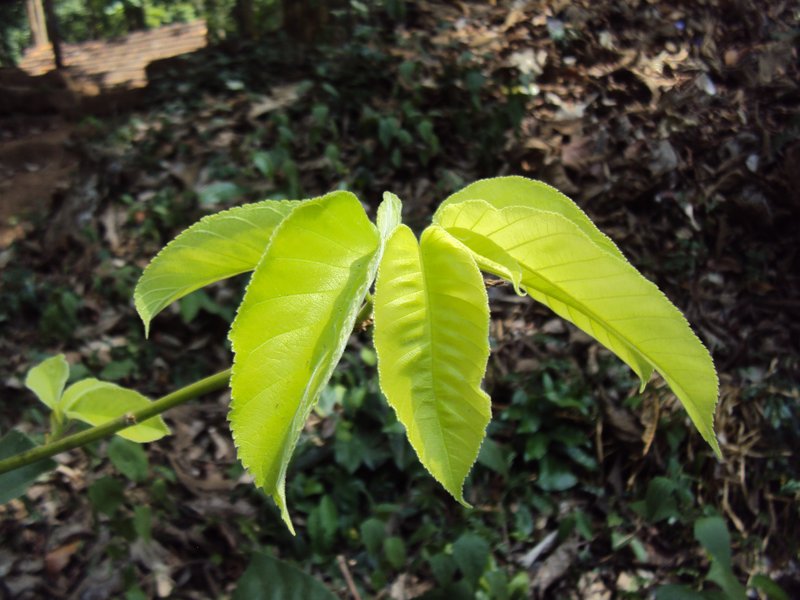 Panama Rubbertree photo 9
