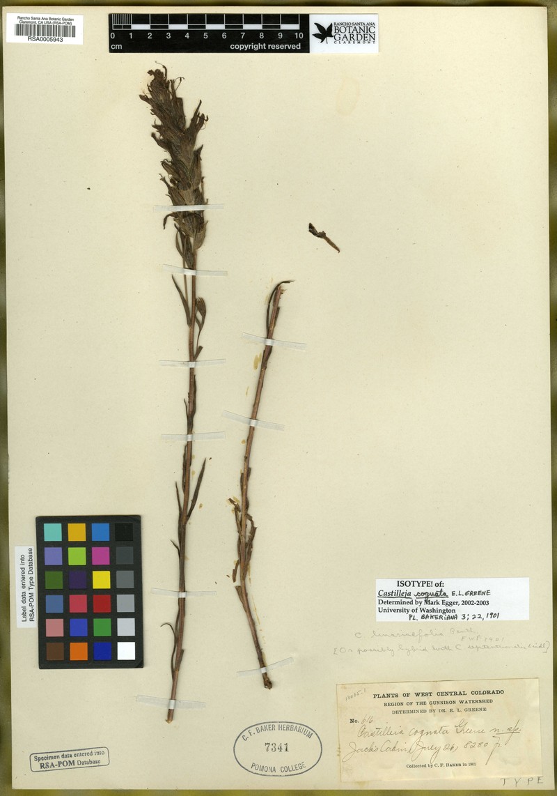 Castilleja × cognata