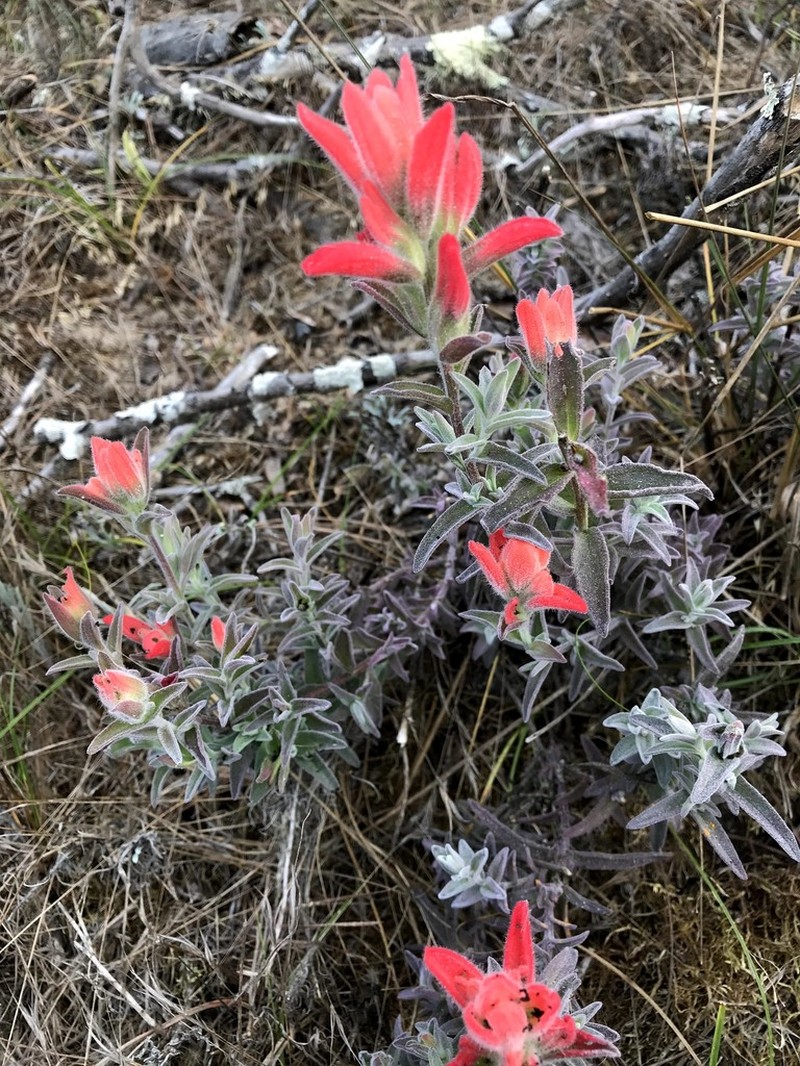 Coast Indian Paintbrush