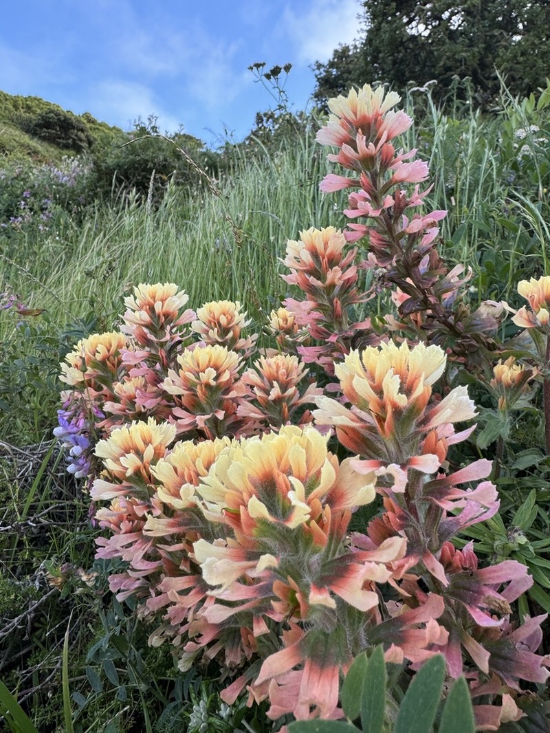 Coast Indian Paintbrush photo 2