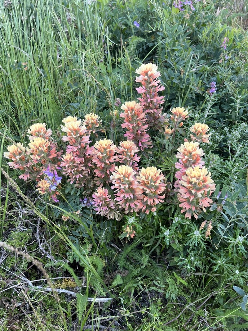 Coast Indian Paintbrush photo 3