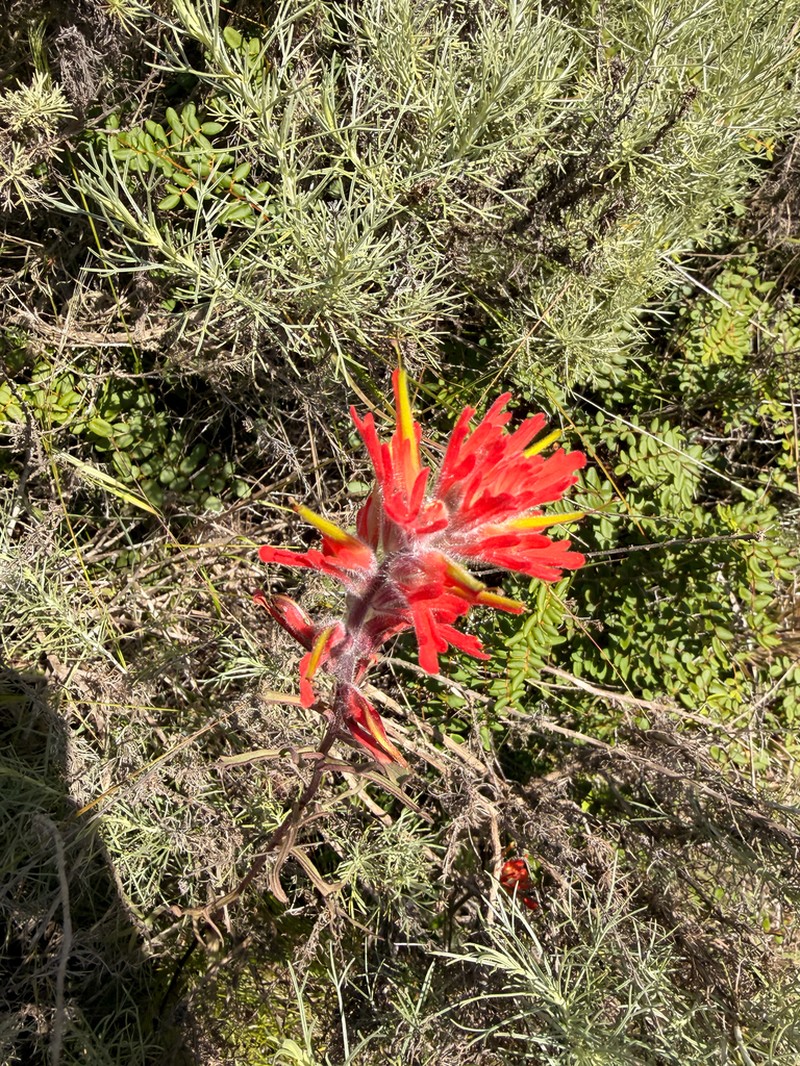 Coast Indian Paintbrush photo 4