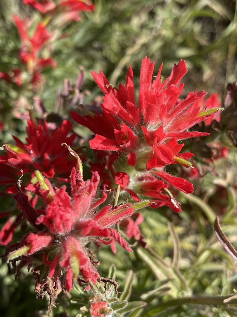 Coast Indian Paintbrush photo 5