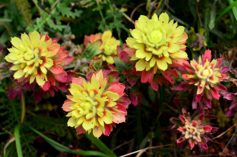 Coast Indian Paintbrush photo 6