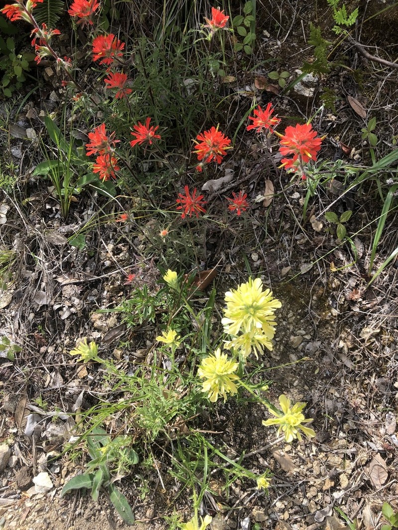 Coast Indian Paintbrush photo 7