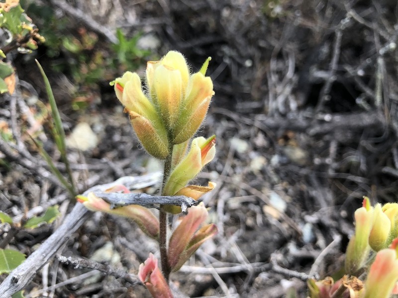 Coast Indian Paintbrush photo 8