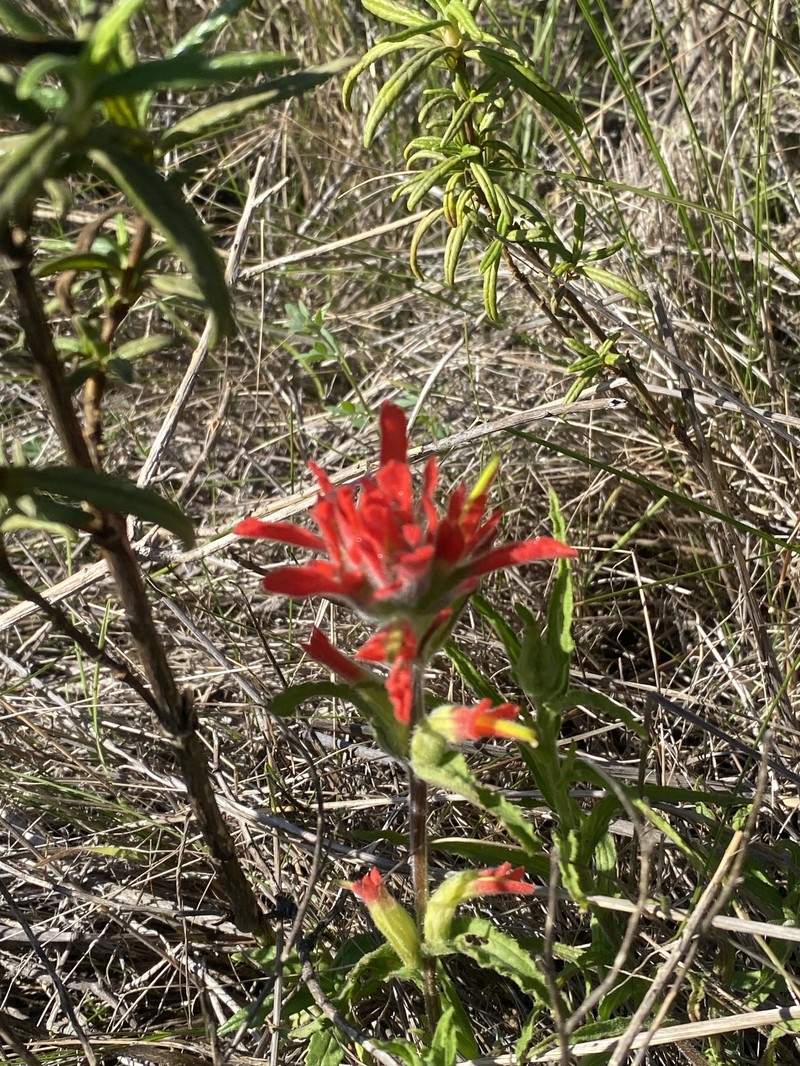 Castilleja affinis var. affinis