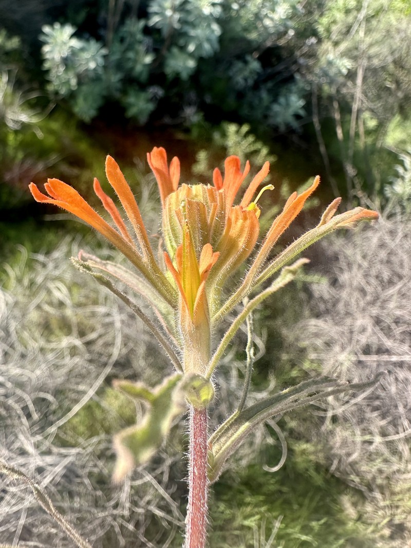 Castilleja affinis var. affinis photo 2