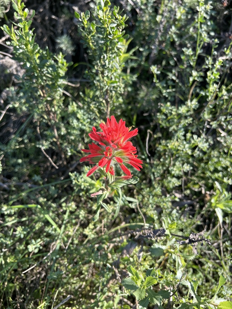 Castilleja affinis var. affinis photo 3