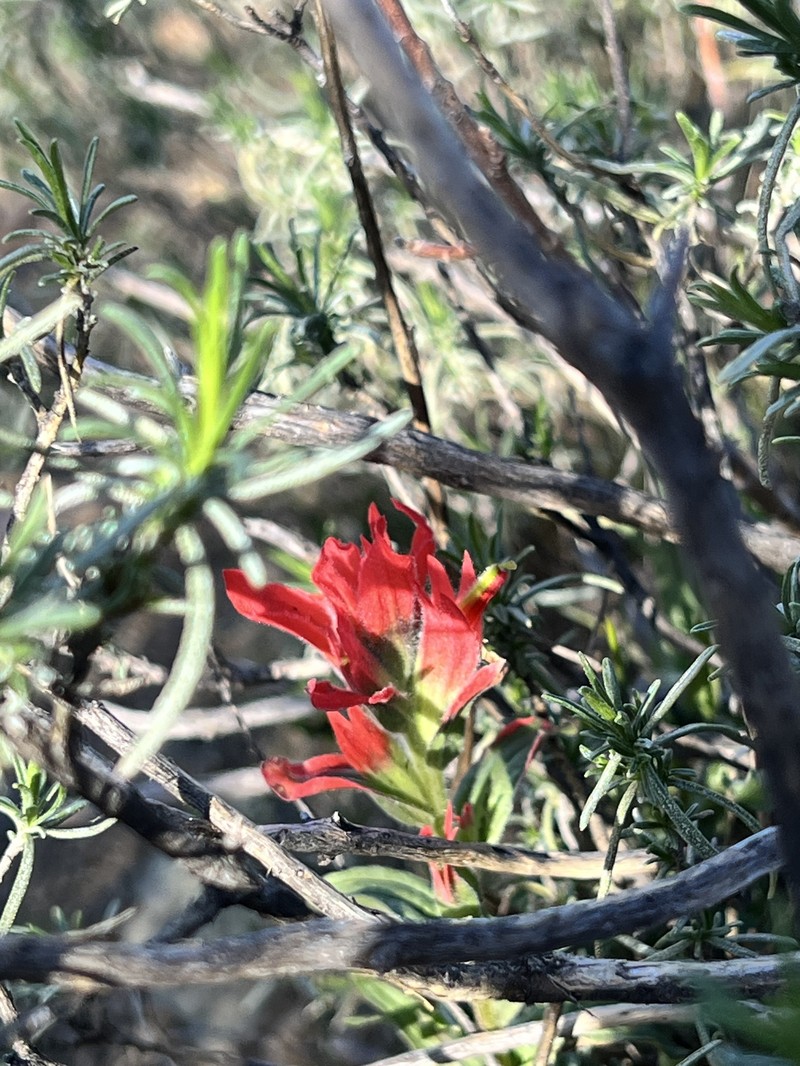 Castilleja affinis var. affinis photo 4