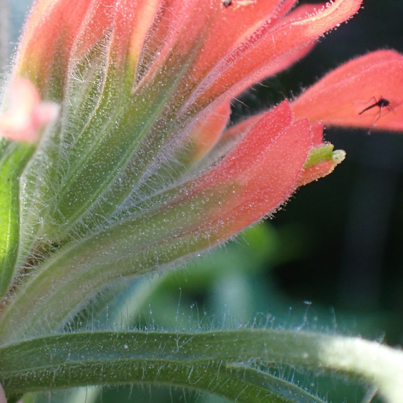 Castilleja affinis var. affinis photo 5