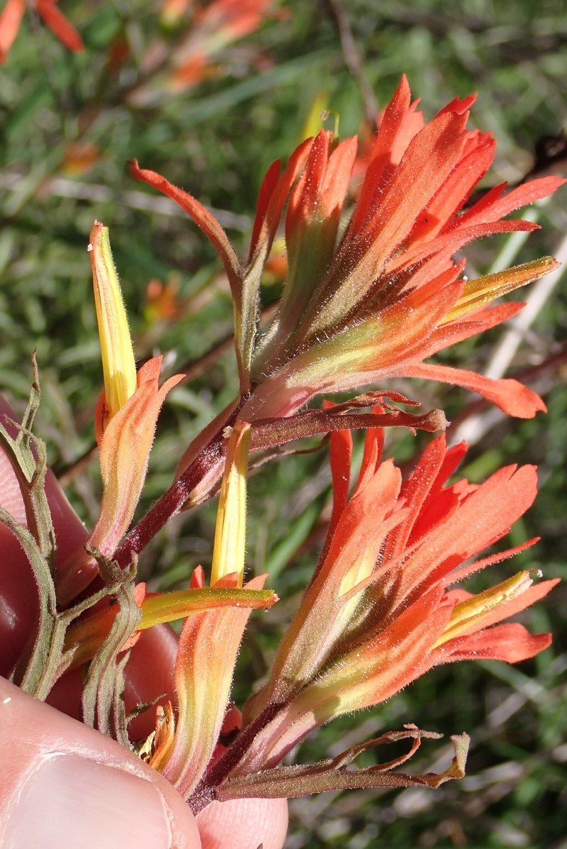 Castilleja affinis var. affinis photo 6