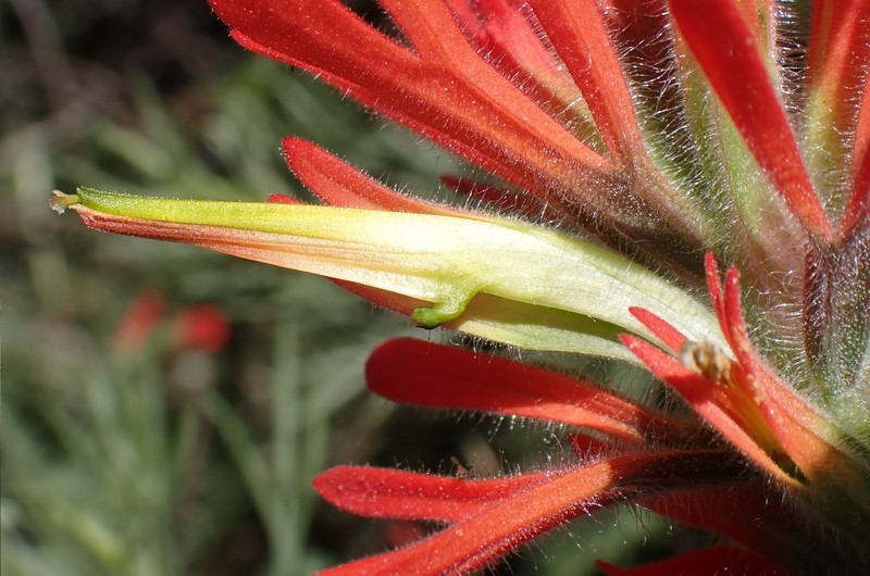 Castilleja affinis var. affinis photo 7