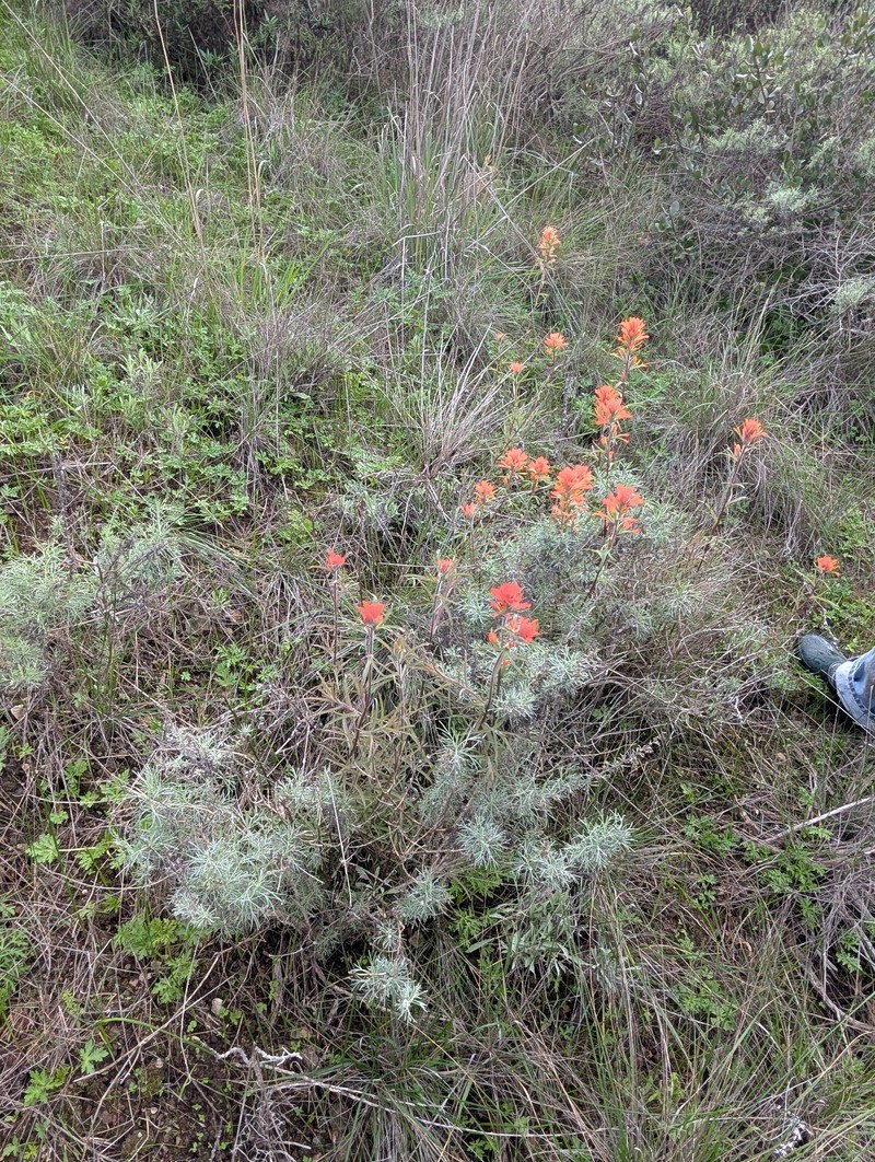 Castilleja affinis var. affinis photo 8