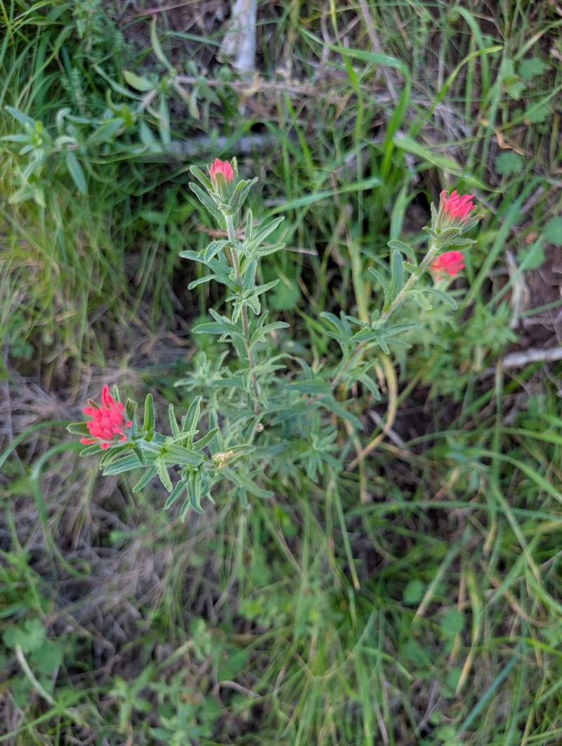 Castilleja affinis var. contentiosa