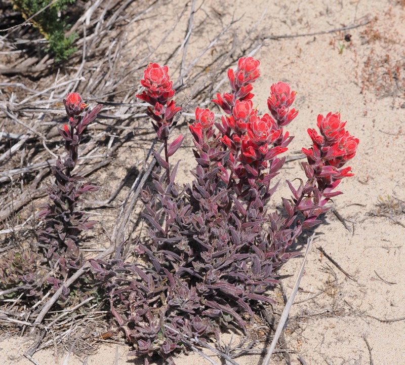 Castilleja affinis var. contentiosa photo 2