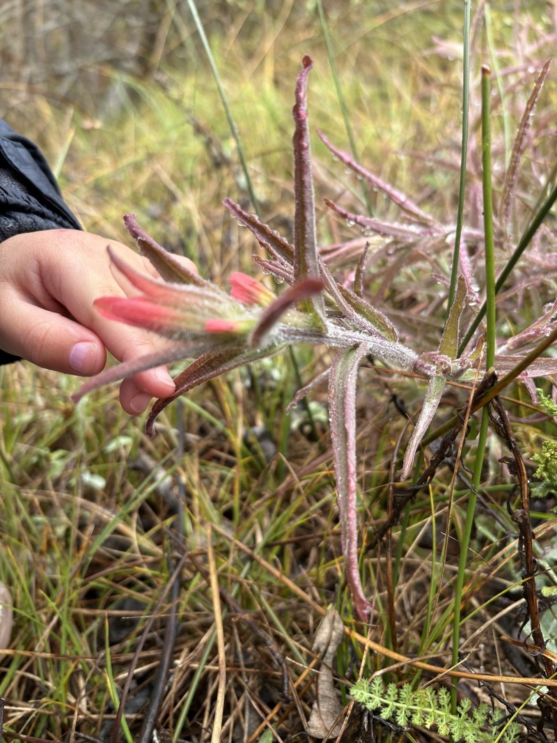 Castilleja affinis var. contentiosa photo 3