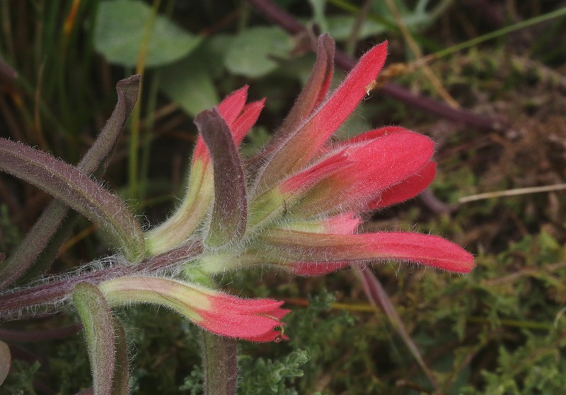 Castilleja affinis var. contentiosa photo 4
