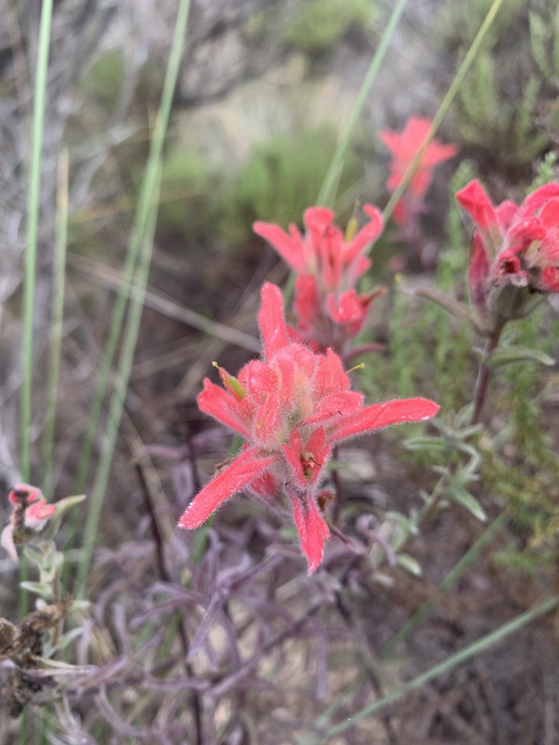 Castilleja affinis var. contentiosa photo 5