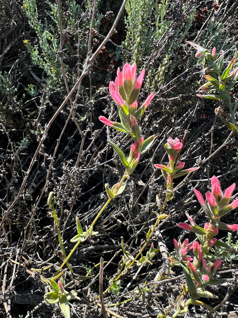 Castilleja affinis var. contentiosa photo 6