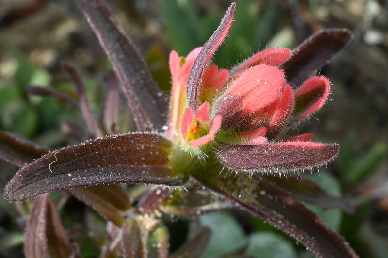 Castilleja affinis var. contentiosa photo 7