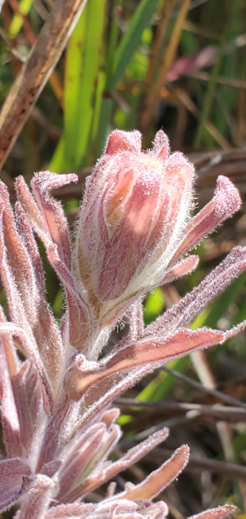 Castilleja affinis var. contentiosa photo 8