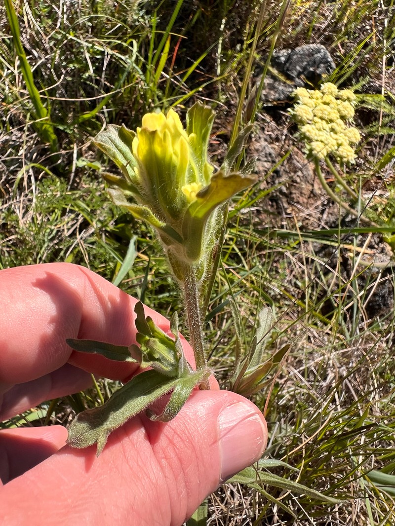 Castilleja affinis var. neglecta